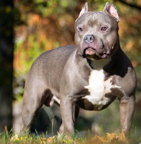 american bully pictures